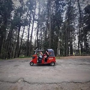 Проживание в семье Pine Trees, Наллатания